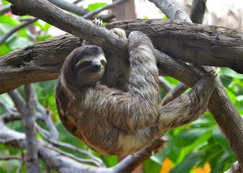 Free Stock Photo Of Sloth