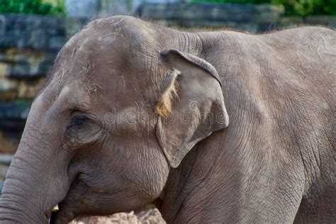 Head Of The Asian Elephant Stock Image Image Of Head 247520199