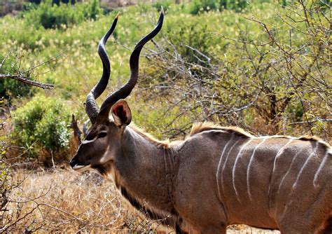 Kudu Male Bull 2 Free Photo Download Freeimages