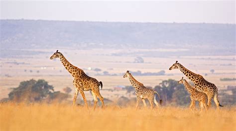 The Big Five And Beyond Wild For African Wildlife
