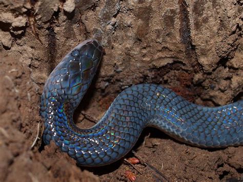 Young Sunbeam Snake From Thailand Xenopeltis Unicolor Wikipedia