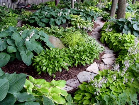 Hostas In Different Shades Of Greens Gives A Nice Effect Hosta