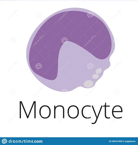 Monocyte A White Blood Cell Illustration Stock Vector Illustration