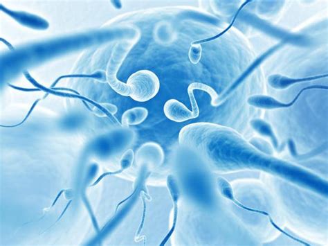 Male Fertility At Risk Sperm Concentration Halved In The Last 40 Years