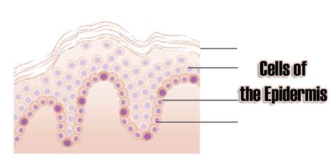 Cells Of The Epidermis 3 Layers Of The Skin Skin Cell Functions