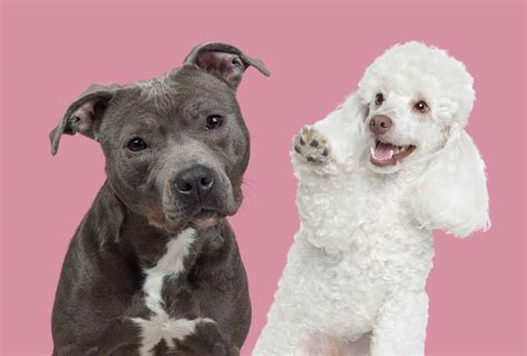 Pitbull Poodle Mix 7 Things You Need To Know Pawleaks