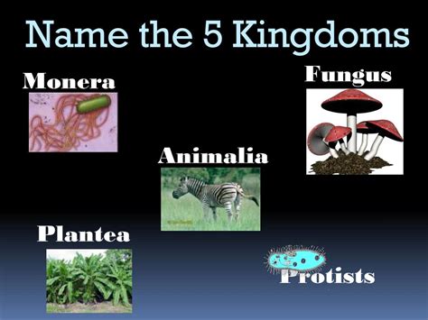 Ppt The Five Kingdoms Powerpoint Presentation Free Download Id2369261