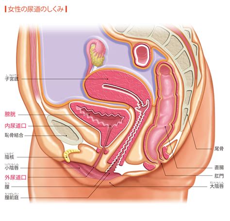 男性の尿道女性の尿道とは 意味や使い方 コトバンク