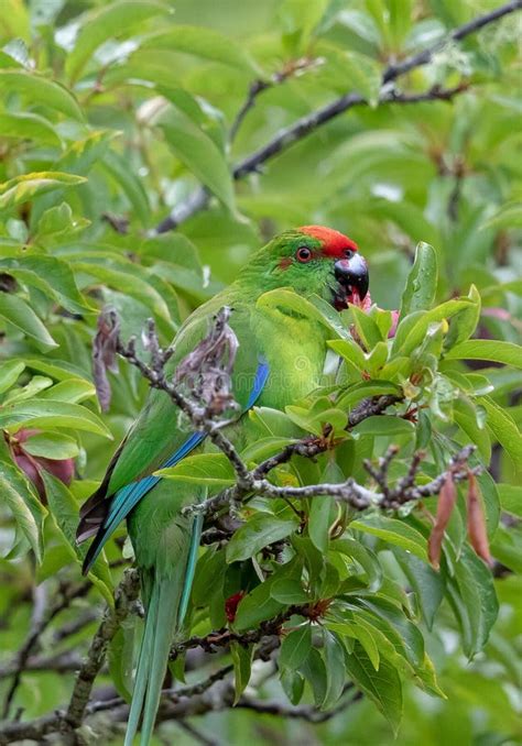 Norfolk Island Green Parrot Stock Photo Image Of Cookii Cyanoramphus