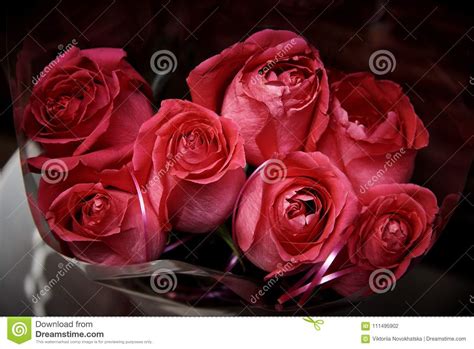 A Bouquet Of Brightly Dark Pink Roses Stock Photo Image Of Nature