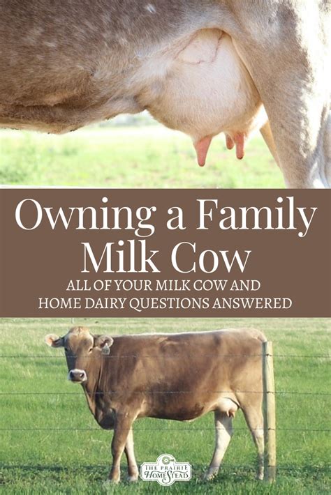 Jersey Cow Milk Per Day Lorretta Swenson