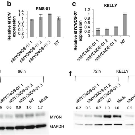 Mycn Transcript And Protein Expression After Mycnos 01 Knockdown In