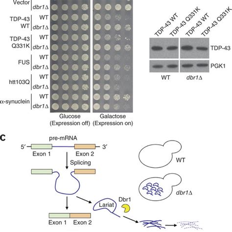 Dbr Deletion Suppresses Tdp Toxicity In Yeast A Yeast Spotting