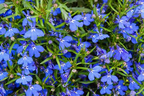 17 Blue Perennials For Your Garden Garden Lovers Club Flowers