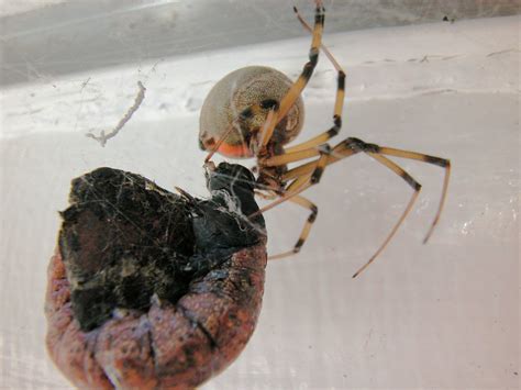 Brown Widow Spider Female Very Poisonous Eats Breakfast Flickr