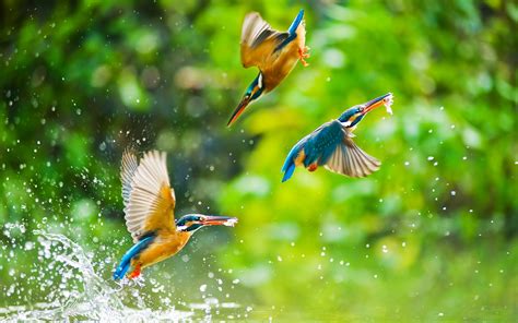 Birds of Many Feathers Windows 10 Theme | Free Wallpaper Themes
