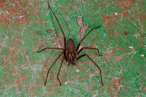 Brown Recluse Spider James River Pest Solutions