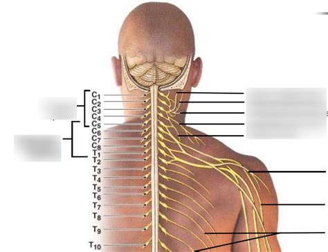 The Cervical Brachial Lumbar And Sacral Plexuses And The Major
