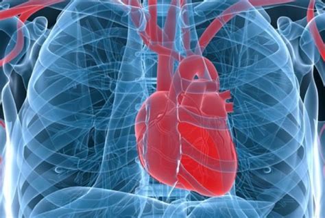 Why Dont Valentine Hearts Look Like Real Hearts Acute Coronary