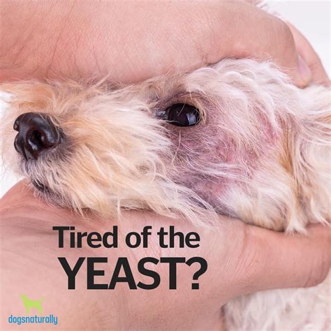 Itchy Dog It Might Be A Yeast Infection Dog Yeast Infection Yeast