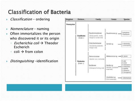 Ppt Classification Of Bacteria Powerpoint Presentation Free Download