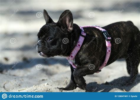 Walking French Bulldog Stock Image Image Of Natural 128047401