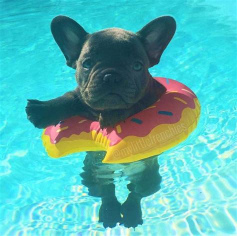 We provide a complete guide for the breed. 4 Safety Tips for Swimming with Your Frenchie Pups or ...