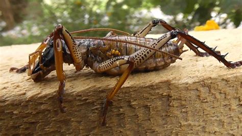 Weta Male Large New Zealand Cricket Up Close And Personal Youtube