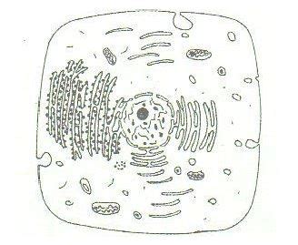 The diagram shows part of an animal cell as seen through an electron microscope. The diagram below represents a cell as seen under an ...