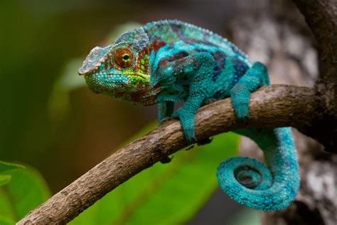 Top 15 Types Of Chameleons Best Pet Chameleons More Reptiles