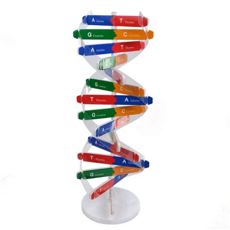 Human Dna Double Helix Model Educational Toys Store