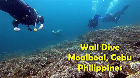 Wall Dive Moalboal Cebu Philippines Youtube