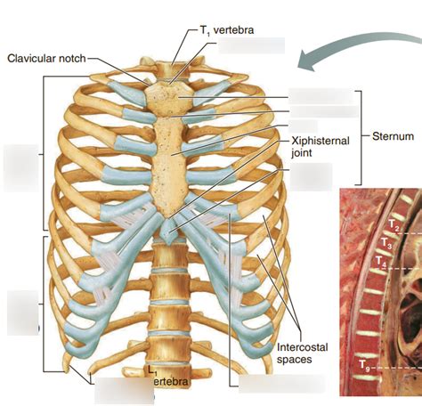 Axial Skeleton Ribs Sternum Diagram Quizlet