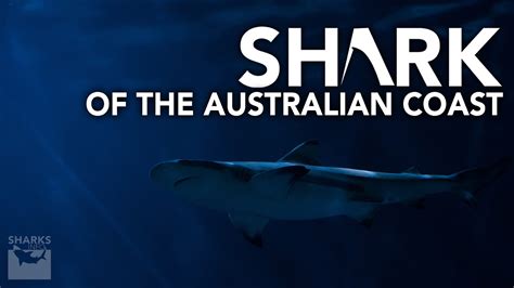 Sharks Of The Australian Coast