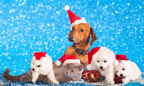 What Did You Get Your Pet For Christmas