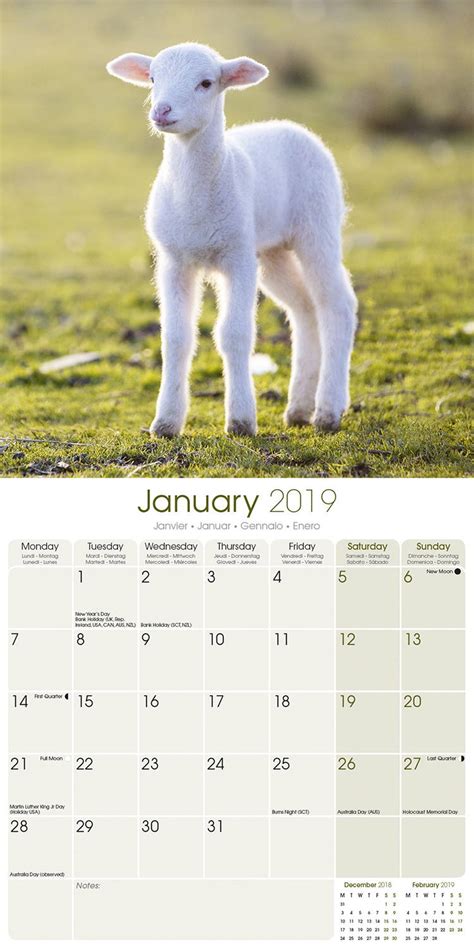 Sheep Calendar Animal Calendars Megacalendars