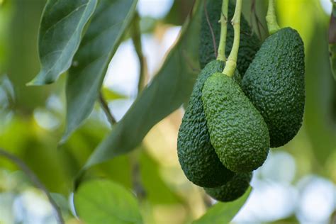Cultivation Of Tasty Hass Avocado Trees Organic Avocado Plantations In