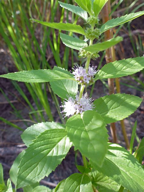 Compact Clusters Photos Of Mentha Arvensis Lamiaceae