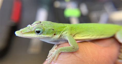 Uf Study Where Brown Anoles Invade Native Green Anoles Reach New