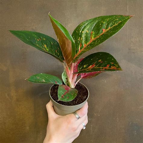 Aglaonema Dark Pink Star Grow Urban Edinburgh