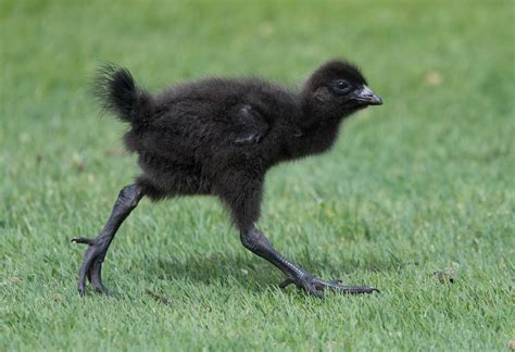 Tasmanian Native Hen Juvenile Helen Cunningham Flickr