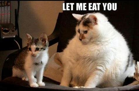 Funny Fat Cat Memes That Look Super Cute And Adorable