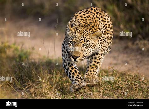 Leopard Panthera Pardus Male Starting To Stalk Prey Mala Mala Game