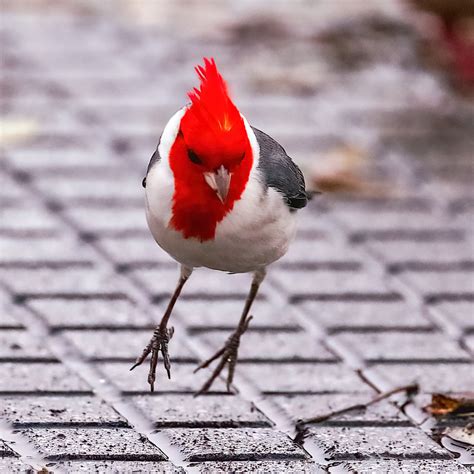 Red Crested Cardinal Birdforum
