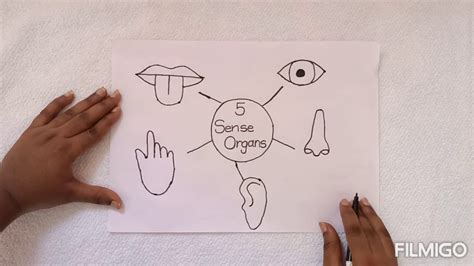 How To Draw Sense Organs Step By Step Process Of Drawing Sense Organs