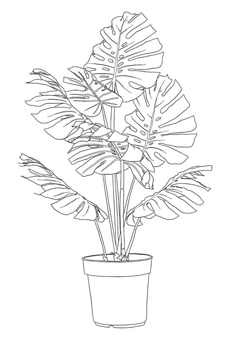 Rinsedkitchen “lil Monstera Deliciosa ” Flower Drawing Line Art