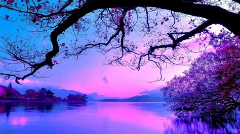 Natural Lake And Tree Sunset Purple Aesthetic