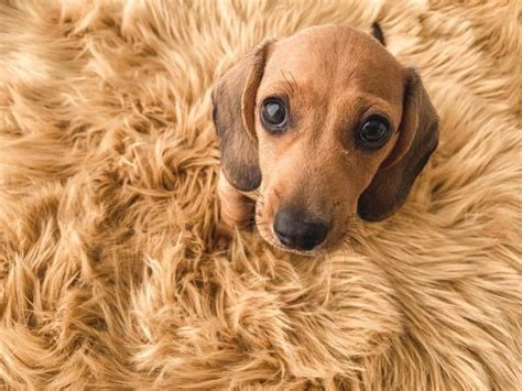 Dachshund Health Issues How To Care For Your Pup