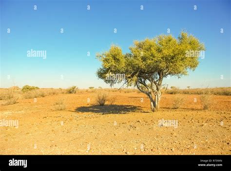 Solitary Camelthorne Acacia Tree In The Kalahari Desert In Namibia
