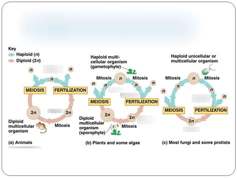 Meiosis And Sexual Life Cycles Diagram Quizlet